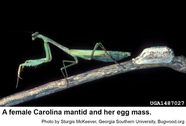 A Carolina mantid and her egg mass.